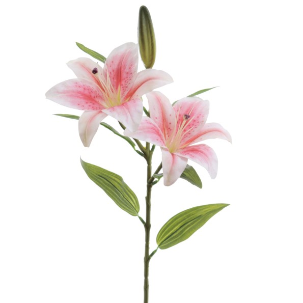 LILIUM X 2 (T.N.) (3073-12)