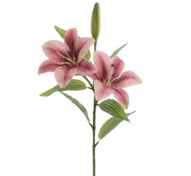 LILIUM X 2 (T.N.) (3073-17)