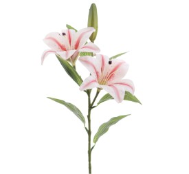LILIUM X 2 (T.N.) (3073-54)