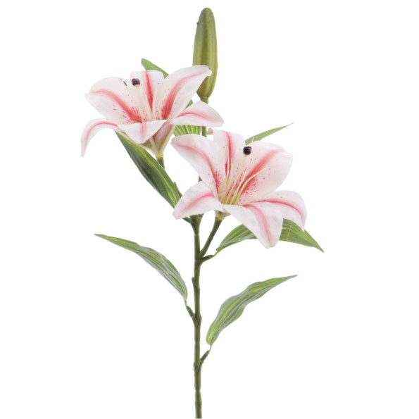 LILIUM X 2 (T.N.) (3073-54)