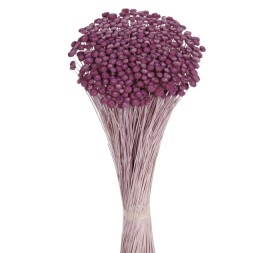 AMARELINHO 45 cms. (80) LILA