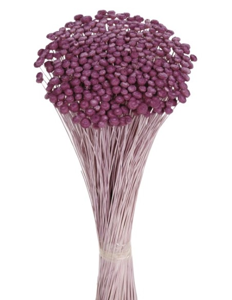 AMARELINHO 45 cms. (80) LILA