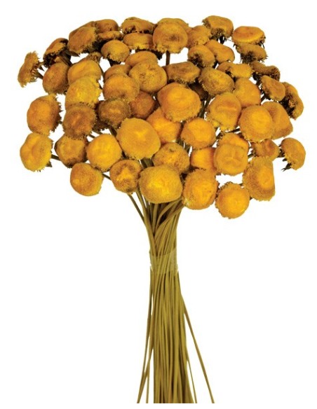 PALI PALA PRESS 50 cms. AMARILLO (16)