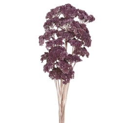 ACHILLEA FILIPENDULINA 70 cms. MORADO (80)