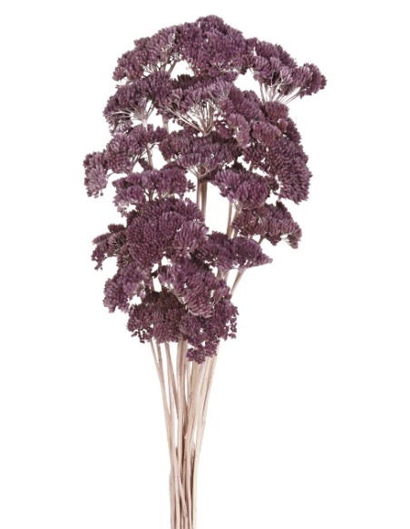 ACHILLEA FILIPENDULINA 70 cms. MORADO (80)