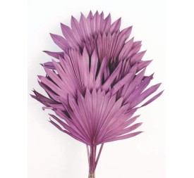 PALM SUN 60 cms. x 15/25 cms.