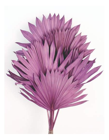 PALM SUN 60 cms. x 15/25 cms.