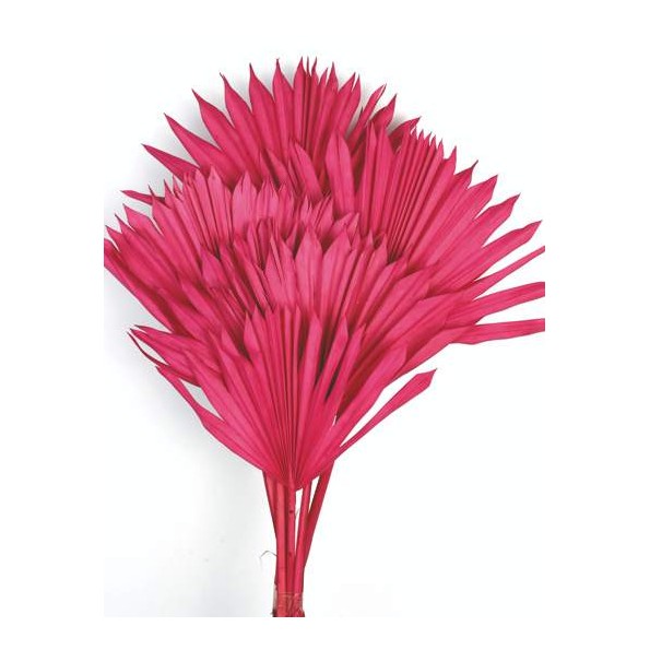 PALM SUN 60 cms. x 15/25 cms. ROSA (45)