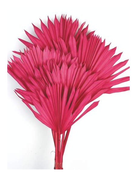 PALM SUN 60 cms. x 15/25 cms. ROSA (45)