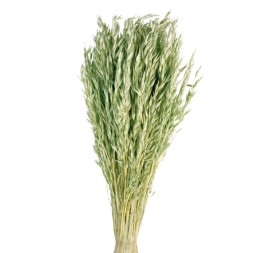 AVENA SATIVA 80 cms. VERDE (F60)
