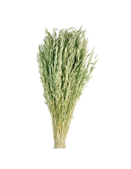 AVENA SATIVA 80 cms. VERDE (F60)