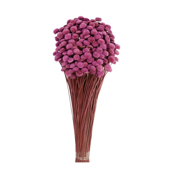 BOTAO 45 cms. MORADO (80)