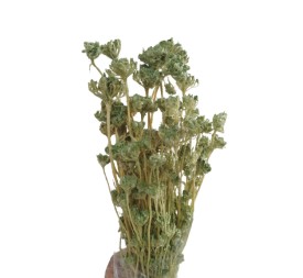 LONAS PRESS 50 cms. VERDE CLARO (F60)
