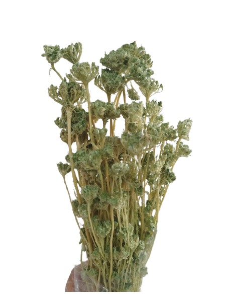 LONAS PRESS 50 cms. VERDE CLARO (F60)