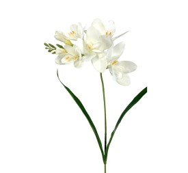 R.FRESHIA T.NAT CREMA 64cm(14) (G717-1)