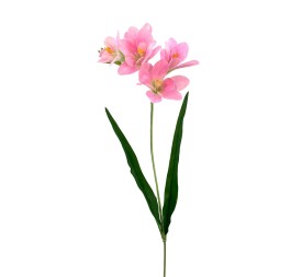 R.FRESHIA T.NAT ROSA 64cm(14) (G