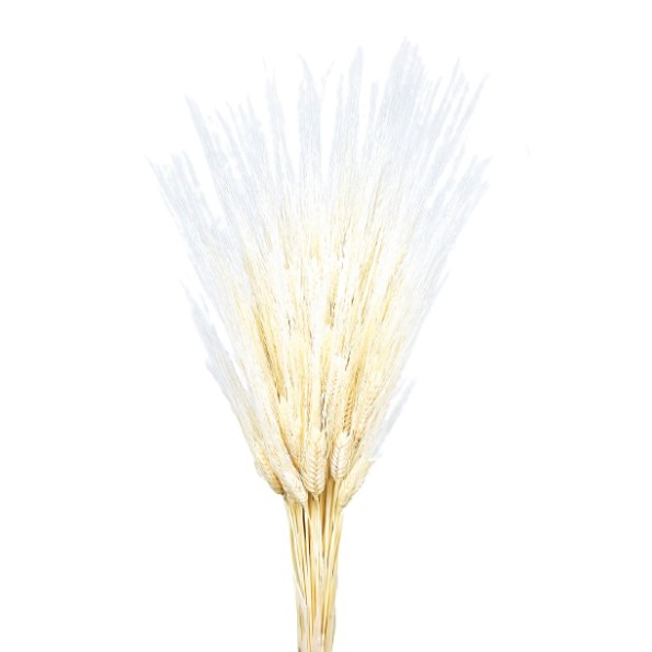 TRITICUM 80 cms. BLANCO (00)