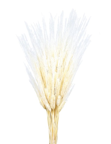 TRITICUM 80 cms. BLANCO (00)