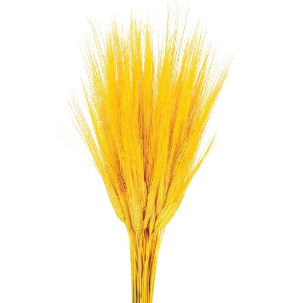 TRITICUM 80 cms. AMARILLO (12)