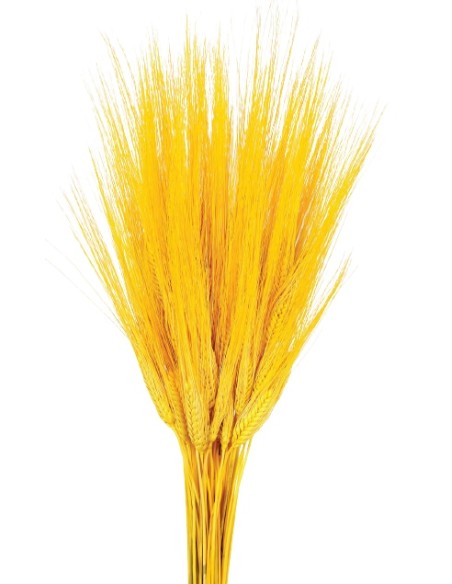 TRITICUM 80 cms. AMARILLO (12)