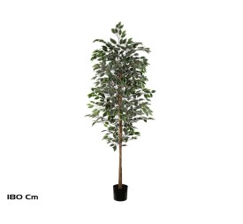 ARBOL FICUS VARIEGATA T/NATURAL -180 CM