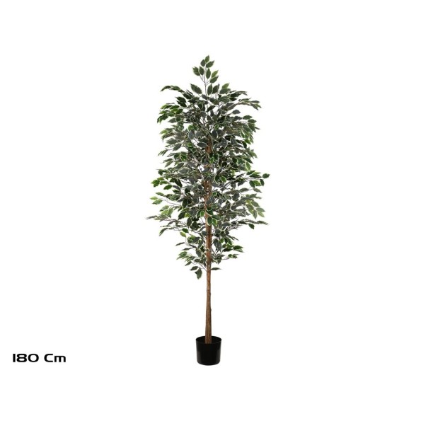 ARBOL FICUS VARIEGATA T/NATURAL -180 CM