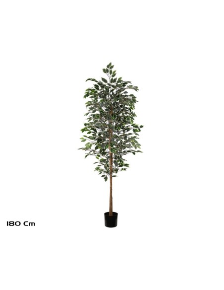 ARBOL FICUS VARIEGATA T/NATURAL -180 CM