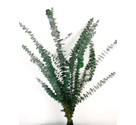EUCALYPTUS BABY 60 CMS VERDE (67)