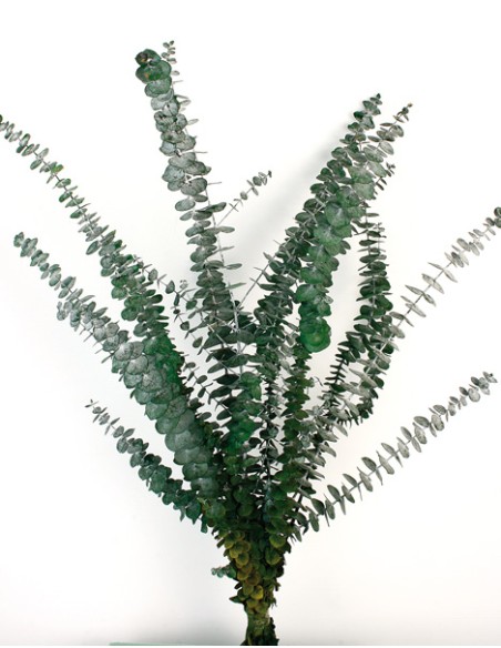EUCALYPTUS BABY 60 CMS VERDE (67)
