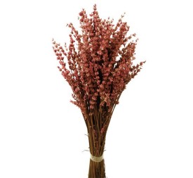 LAVANDA PRESS 45cms ROSA (41)