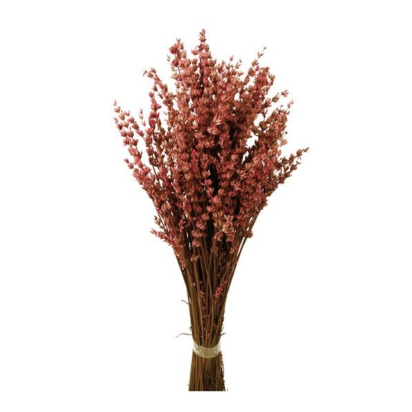 LAVANDA PRESS 45cms ROSA (41)