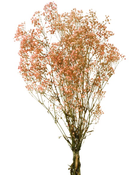 PANICULATA PRES. ROSA (44)  60 CM