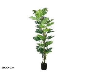 PLANTA MONSTERA X 30- 200 CM
