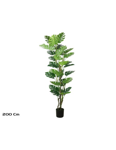 PLANTA MONSTERA X 30- 200 CM