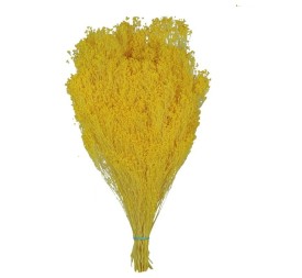 BROOMS BLOOMS 50 cms. AMARILLO (12)