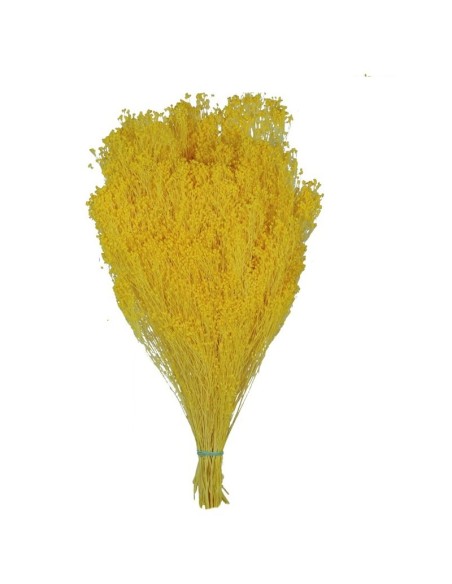 BROOMS BLOOMS 50 cms. AMARILLO (12) BROOMS BLOOMS 50 cms. AMARILLO (12)