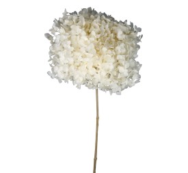 HORTENSIA CABEZA PRESERVADA TALLO LARGO (00)
