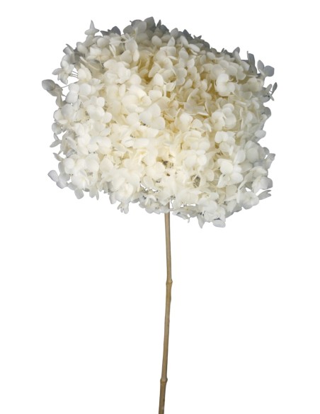 HORTENSIA CABEZA PRESERVADA TALLO LARGO (00)
