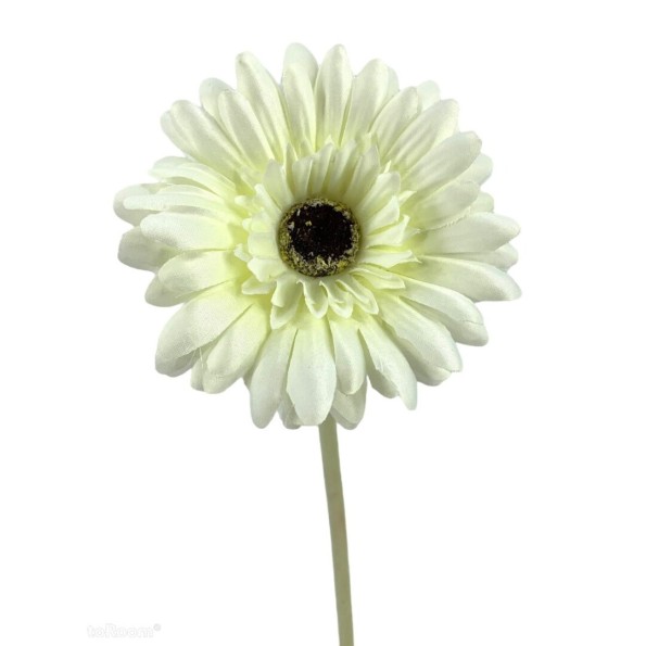 GERBERA X1 CREMA 60cm(10cm) (A216-1)