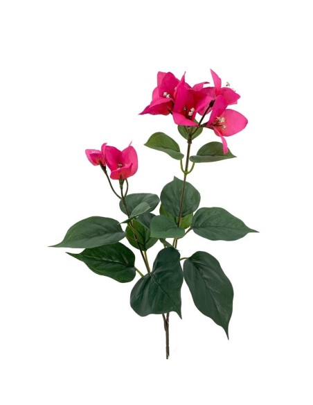 RAMA BUGANVILLA X2 FUCSHIA 72cm (B331-1)