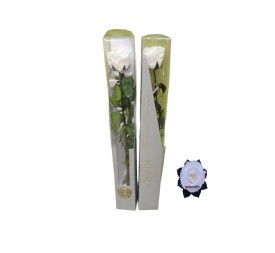 KIARA STEMS DISPLAY PURE WHITE