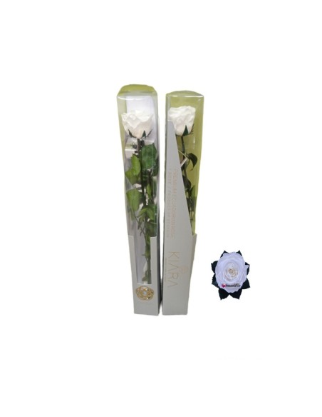 KIARA STEMS DISPLAY PURE WHITE