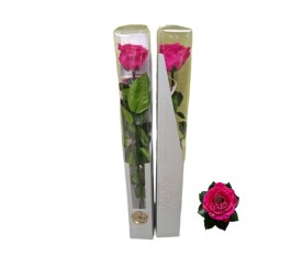 KIARA STEM DISPLAY HOT PINK