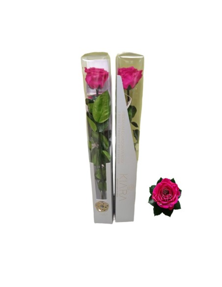 KIARA STEM DISPLAY HOT PINK