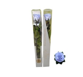KIARA STEM DISPLAY COOL LAVANDER
