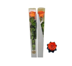 KIARA STEM DISPLAY ORANGE FLAME