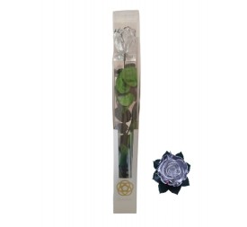 KIARA STEM DISPLAY PLATA