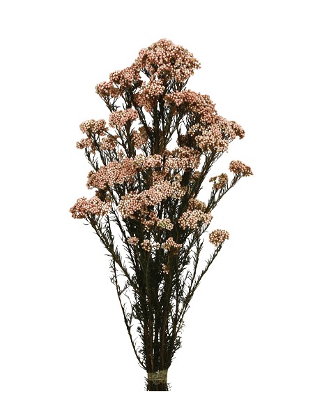 FLOR DE ARROZ  PRESS 60 CM ROSA CLARO (45)