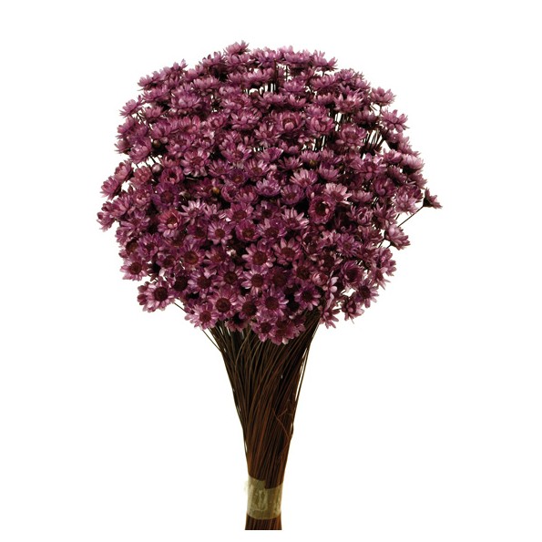 GLIXIA 50 cms MORADO (80)