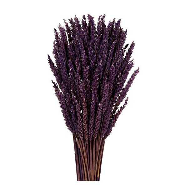 TRIGO FLO 80 cms. MORADO (88)